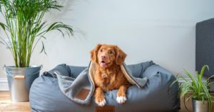 11 accesorios ideales para que tu mascota esté más cómoda