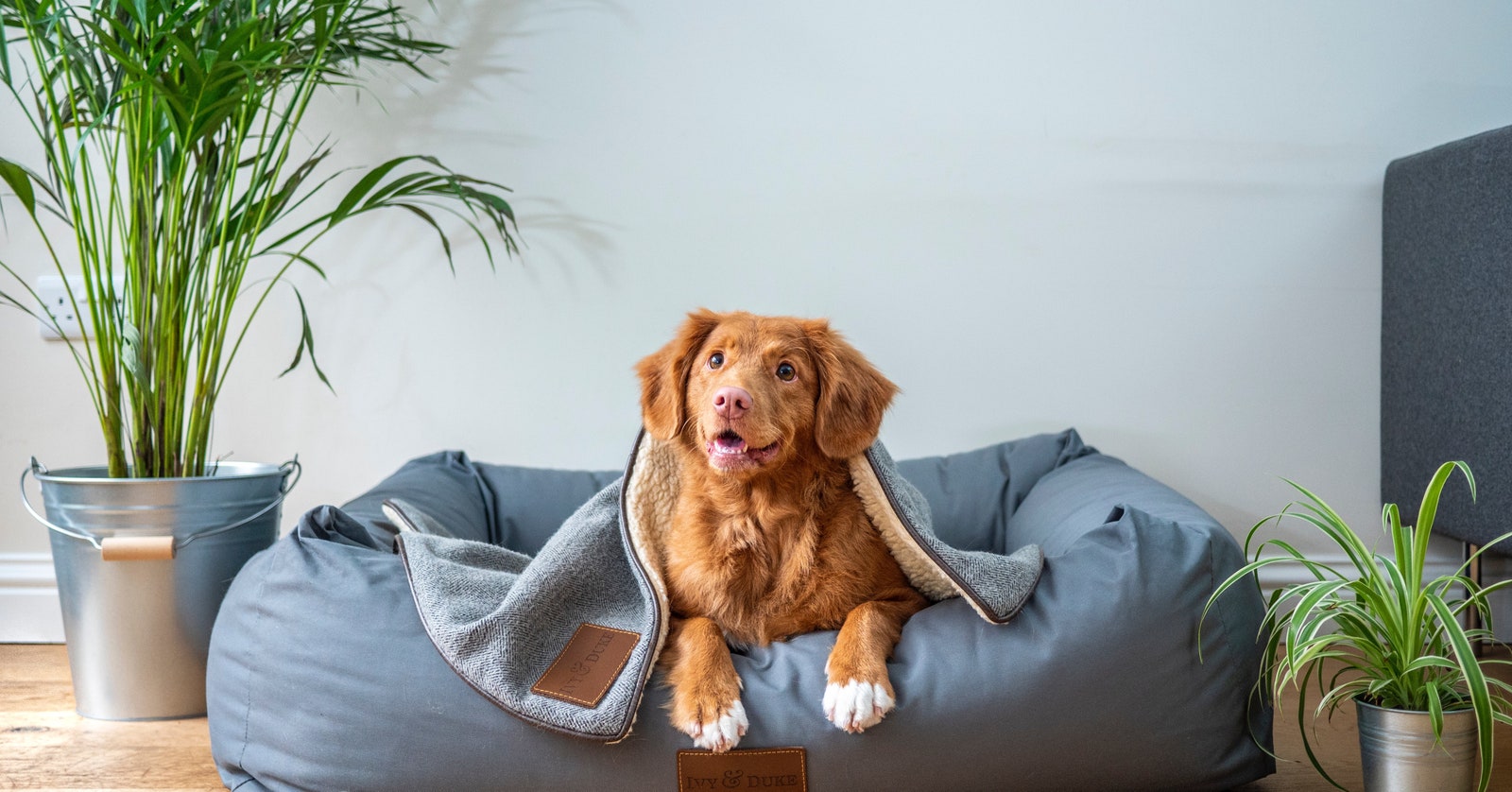 11 accesorios ideales para que tu mascota esté más cómoda