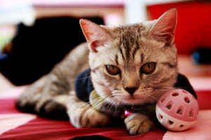4 juguetes para gatos que encantarán a tu felino
