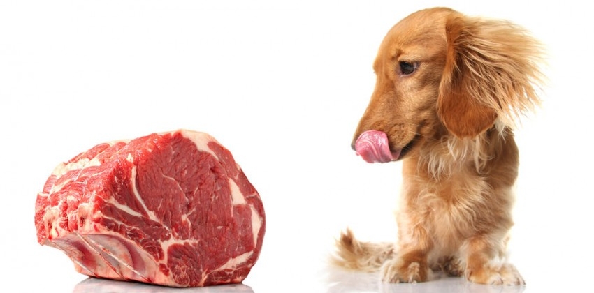 7 consejos para comprar comida para tu mascota
