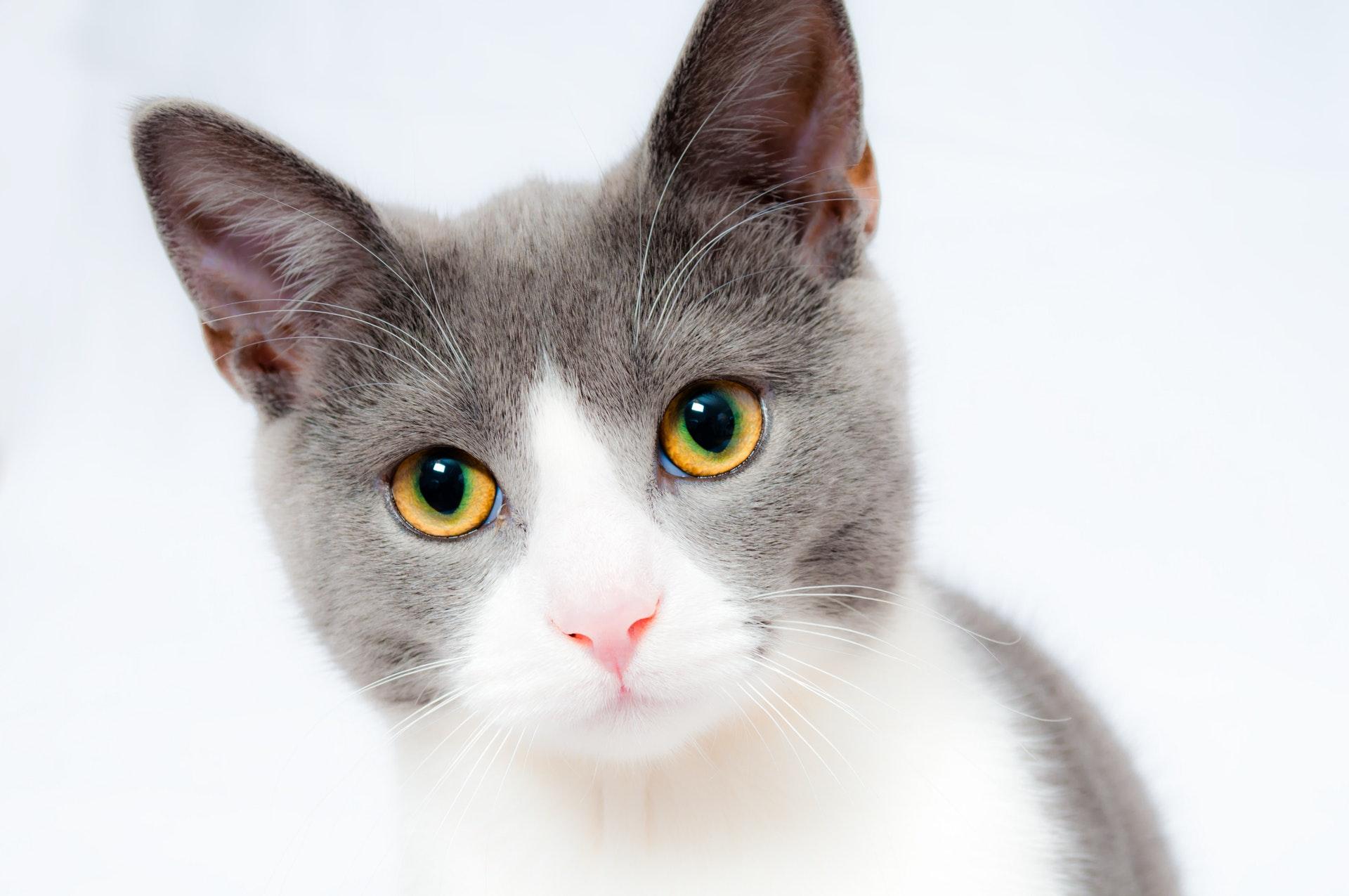 Cantidad de comida para un gato