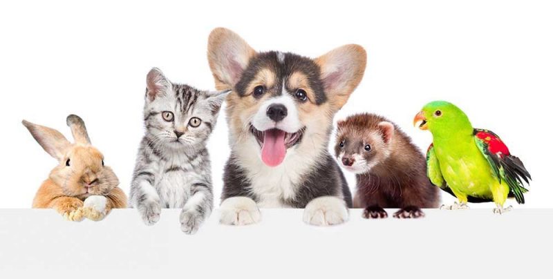 Las mejores mascotas para niños
