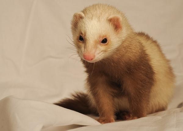 Las mejores mascotas pequeñas