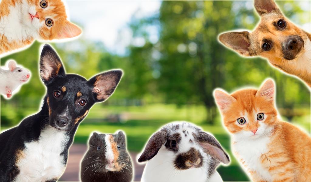 Ventajas de comprar en una tienda de animales